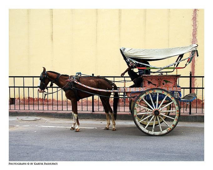 ../../shimages/fin/fin_article_horses_over_gays/fin_article_horses_over_gays_htm_46109282.jpg