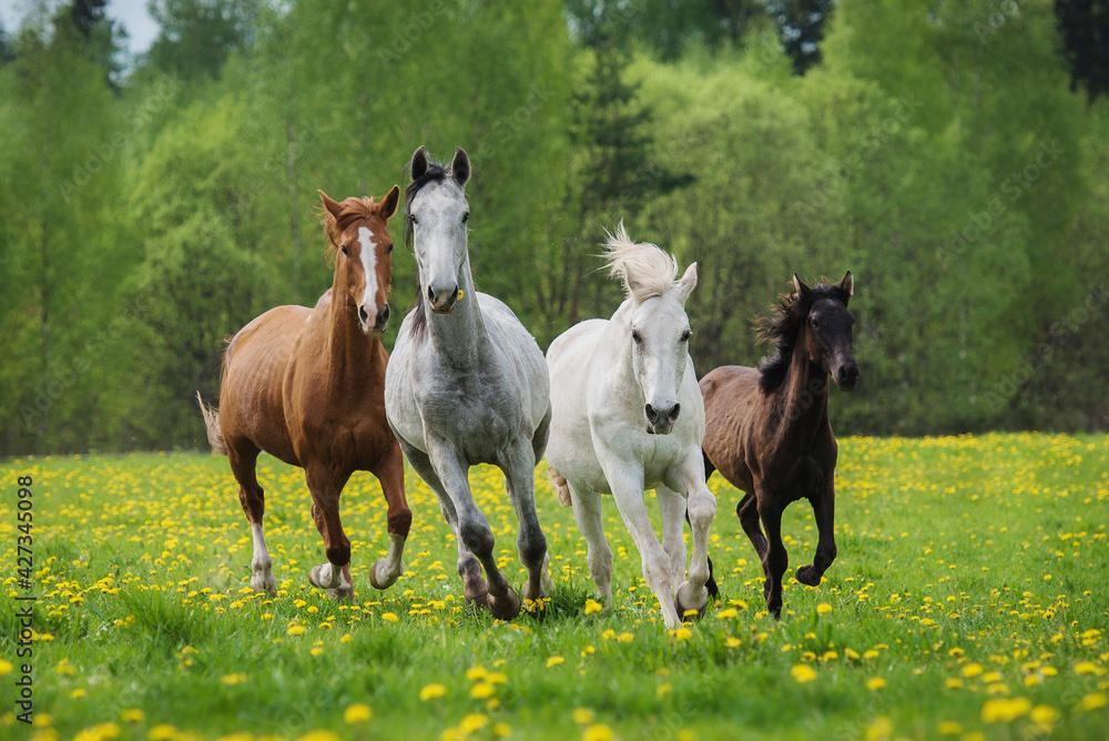 ../../shimages/fin/fin_article_horses_over_gays/fin_article_horses_over_gays_htm_m64097463.jpg